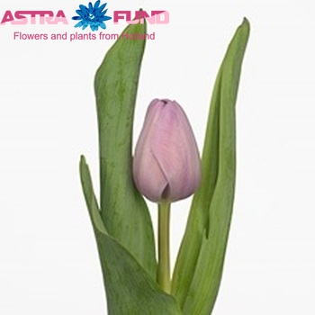 Tulipa Triumf Grp enkel 'Havanna' fotografija