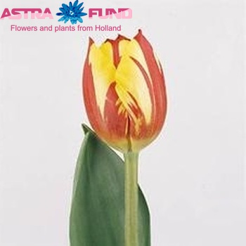 Tulipa Triumf Grp enkel 'Helmar' fotografija