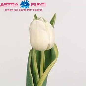 Tulipa Triumf Grp enkel 'Himalaya' fotografija