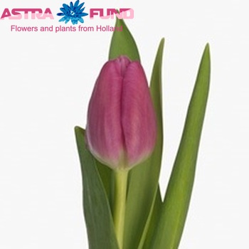 Tulipa Triumf Grp enkel 'Marathon Champion' photo