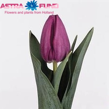 Tulipa Triumf Grp enkel 'Milka' foto