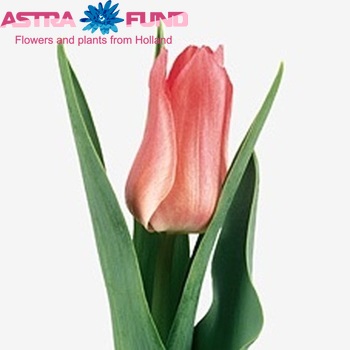 Tulipa Triumf Grp enkel 'Miss Elegance' foto