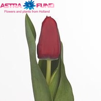 Tulipa Triumf Grp enkel 'Moscow' foto