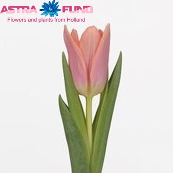 Tulipa Triumf Grp enkel 'Neper' fotografie