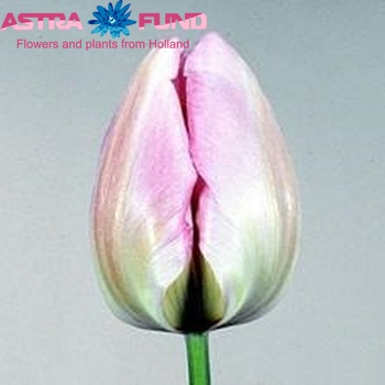 Tulipa Triumf Grp enkel 'New Design' fotografie