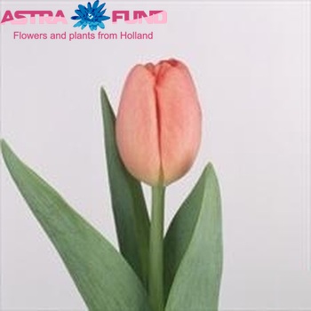 Tulipa Triumf Grp enkel 'Ninja' fotografie