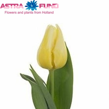 Tulipa Triumf Grp enkel 'Nobu Aoki' fotografie