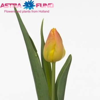 Tulipa Triumf Grp enkel 'Oase' fotografie
