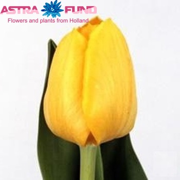 Tulipa Triumf Grp enkel 'Olympic Medal' fotografie