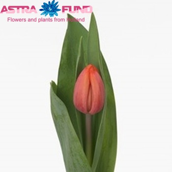 Tulipa Triumf Grp enkel 'Orandiso' fotografie