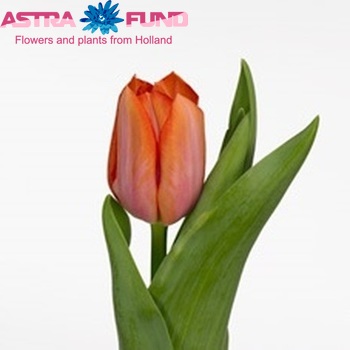 Tulipa Triumf Grp enkel 'Orange Dynasty' fotografie