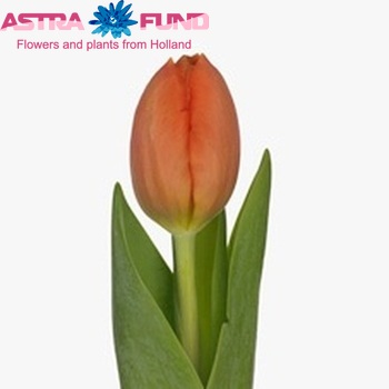 Tulipa Triumf Grp enkel 'Orange Surprise' fotografie