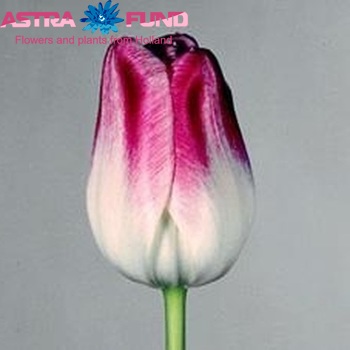 Tulipa Triumf Grp enkel 'Page Polka' fotografie