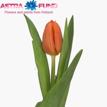 Tulipa Triumf Grp enkel 'Pako' fotografie