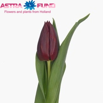 Tulipa Triumf Grp enkel 'Pallada' fotografie