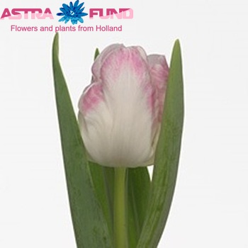 Tulipa Triumf Grp enkel 'Pastello Amore' fotografie