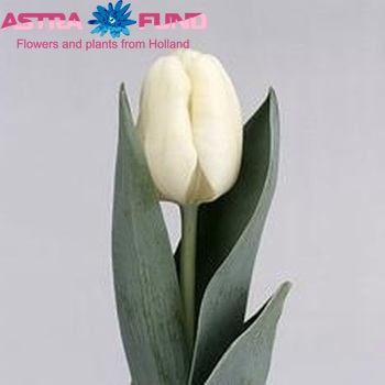Tulipa Triumf Grp enkel 'Pedor' fotografie