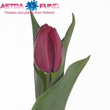 Tulipa Triumf Grp enkel 'Petra' fotografie