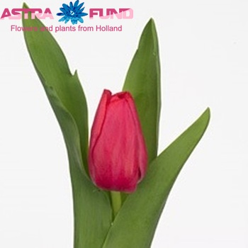 Tulipa Triumf Grp enkel 'Pink Floyd' foto