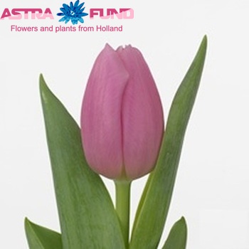 Tulipa Triumf Grp enkel 'Pink Twist' foto