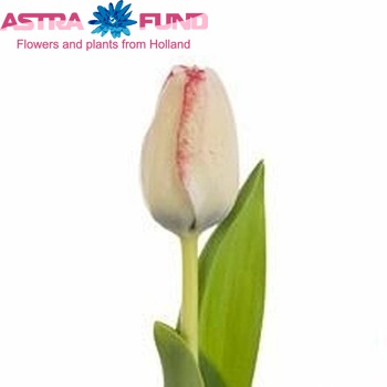 Tulipa Triumf Grp enkel 'Playgirl' foto