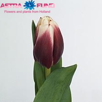 Tulipa Triumf Grp enkel 'Pole Position' foto