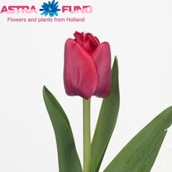 Tulipa Triumf Grp enkel 'Purk' fotografija