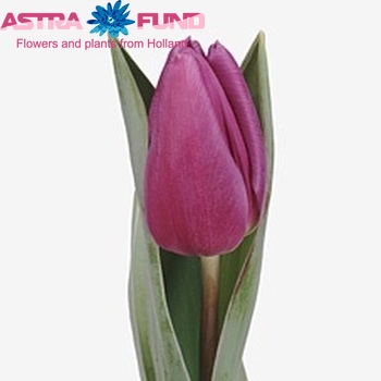 Tulipa Triumf Grp enkel 'Purple Flag' fotografija