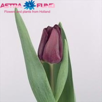 Tulipa Triumf Grp enkel 'Purple Lady' fotografija