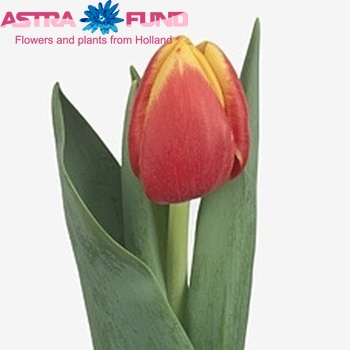 Tulipa Triumf Grp enkel 'Rambo' fotografija