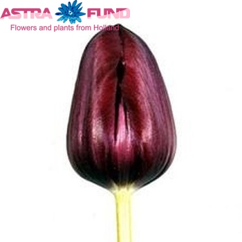 Tulipa Triumf Grp enkel 'Recreado' fotografija