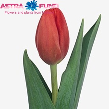 Tulipa Triumf Grp enkel 'Red Bull' fotografija