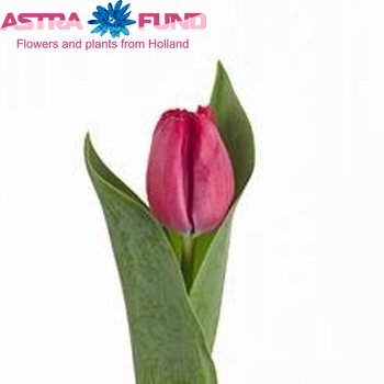 Tulipa Triumf Grp enkel 'Red Hot' fotografija