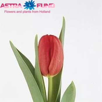 Tulipa Triumf Grp enkel 'Red Mark' fotografija