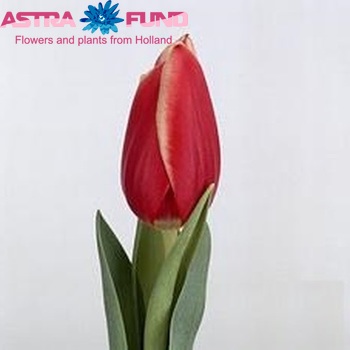 Tulipa Triumf Grp enkel 'Rembrandt's Memory' foto
