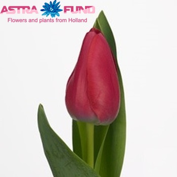Tulipa Triumf Grp enkel 'Rose Laguna' foto