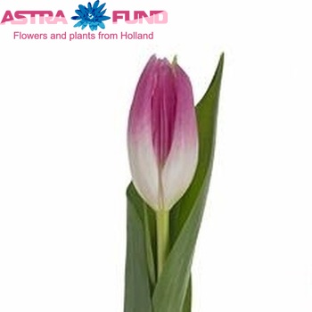 Tulipa Triumf Grp enkel 'Royal Ten' photo