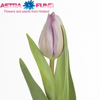 Tulipa Triumf Grp enkel 'Royal Two' photo