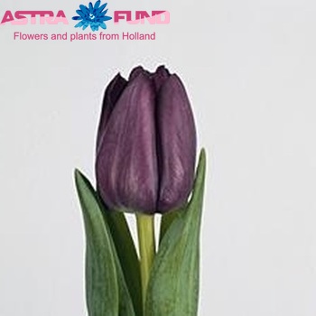 Tulipa Triumf Grp enkel 'Saigon' photo