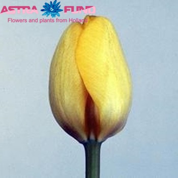 Tulipa Triumf Grp enkel Sally photo