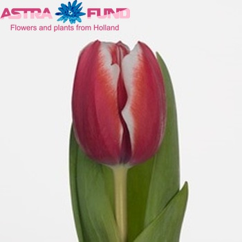 Tulipa Triumf Grp enkel 'Samoa' foto