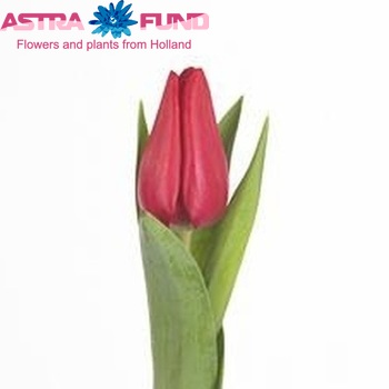 Tulipa Triumf Grp enkel 'Sibylla' foto