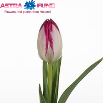 Tulipa Triumf Grp enkel 'Simara' fotografie