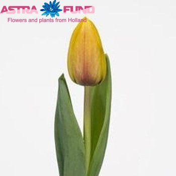 Tulipa Triumf Grp enkel 'Skiron' fotografie