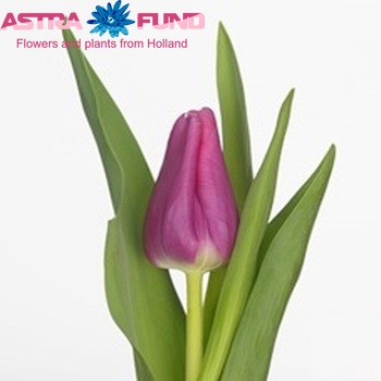 Tulipa Triumf Grp enkel 'Sneaker' fotografie