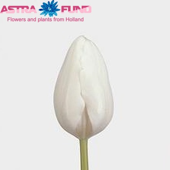 Tulipa Triumf Grp enkel 'Snow Lady' fotografie