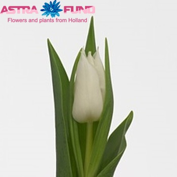 Tulipa Triumf Grp enkel 'Snow Storm' fotografie