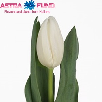 Tulipa Triumf Grp enkel 'Snowboard' fotografie