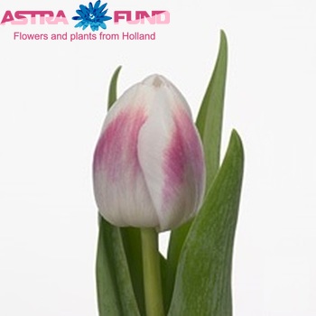 Tulipa Triumf Grp enkel 'Solero' fotografie