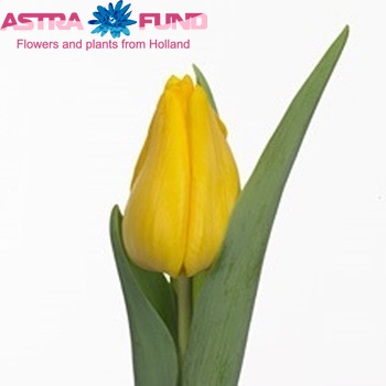 Tulipa Triumf Grp enkel 'Solid Gold' fotografie